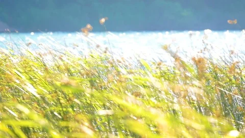 Reeds light lake Stock Footage 92849514