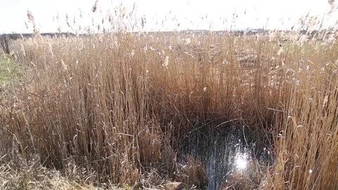Reeds in the marsh Vídeo Stock 83493432