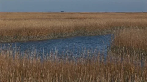 Reeds in Marshland with lagoon in Accomack county Eastern shore of Virginia, USA Stock Footage 101355028