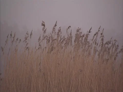 Reeds in mist Stock Footage 2343253