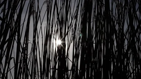 Reeds move with sun behind wind day slowmotion 180fps Video stock 88150744