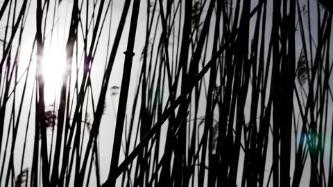 Reeds move with sun behind wind day slowmotion 180fps Stock Footage 88150779