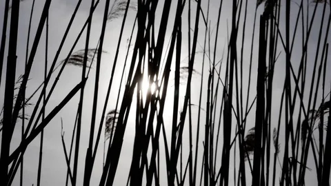 Reeds move with sun behind wind day slowmotion 180fps Stock Footage 88150814