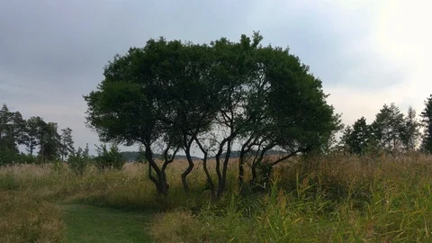 Reeds move in the wind around centered sloe tree on cloudy day in Sweden Stock Footage 127439132