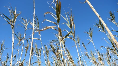 Reeds moved by the wind Stock Footage 105212101