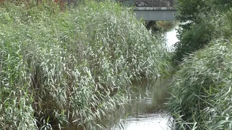 Reeds moving with breeze. Stock Footage 65820211