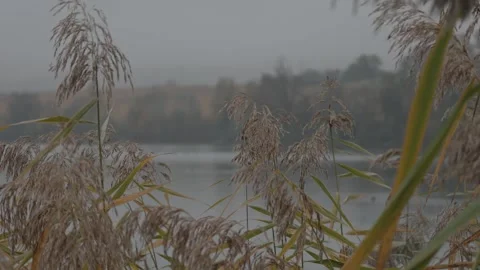 Reeds moving in the wind on a bad weather day Stock Footage 289656848