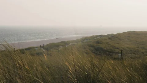 Reeds moving in wind on coast Stock Footage 71565254
