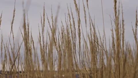 Reeds moving in the wind during sunset. Version 2 Vídeo Stock 293072420