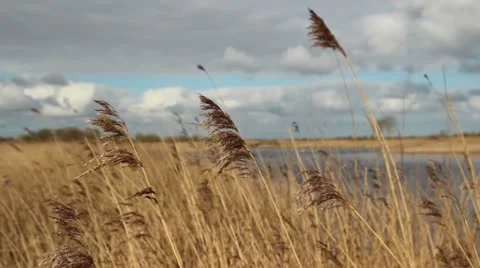 Reeds moving in the wind Stock Footage 11068225