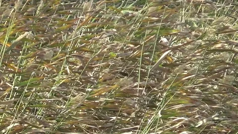 Reeds moving in the wind Stock Footage 122509454