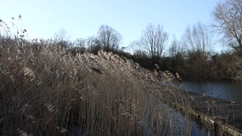Reeds moving in the wind Stock Footage 167692516