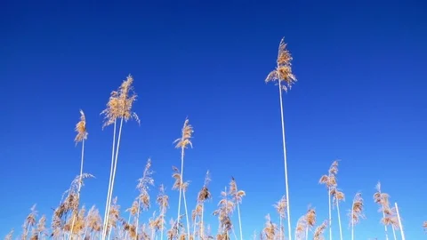 Reeds moving in the wind in front of a clear blue sky, vibrant colors Stock Footage 76799222