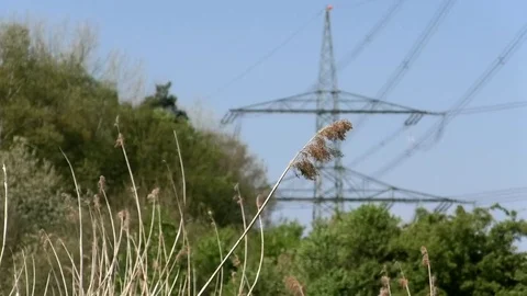 Reeds moving in the wind in front of green trees and a power pole. Blue sky. Stock Footage 76766941