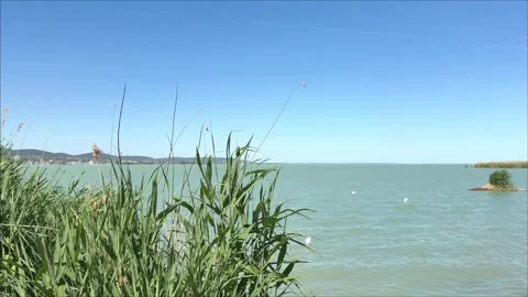 Reeds moving in wind on Lake Balaton with blue sky and water. The video represen Stock Footage 337356231