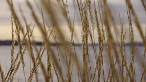 Reeds moving in the wind with the ocean and hills in the background. Version 2 Stock Footage 293072459