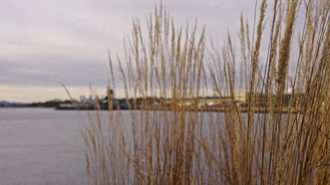 Reeds moving in the wind with ocean and a harbour in the background. Version 1 Stock Footage 293072971