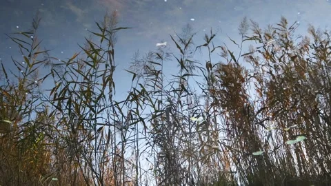 Reeds moving in the wind, reflecting back from flowing river water Stock-Footage 162272202