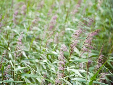 Reeds moving in the wind. slow motion Stock Footage 78525537