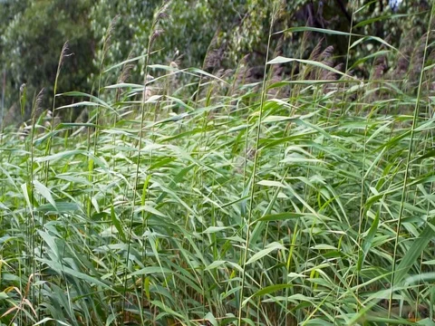 Reeds moving in the wind. slow motion Vidéo 78526505