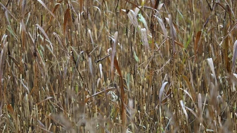 Reeds moving in the wind under falling rain, 4K ultra HD. Stock Footage 320413835