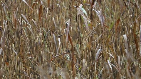 Reeds moving in the wind under falling rain, 4K ultra HD. Stock Footage 320413872