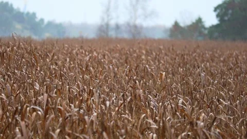 Reeds moving in the wind under falling rain, 4K ultra HD. Stock Footage 320413874