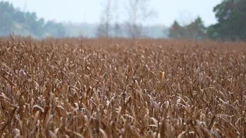 Reeds moving in the wind under falling rain, 4K ultra HD. Stock Footage 320413882