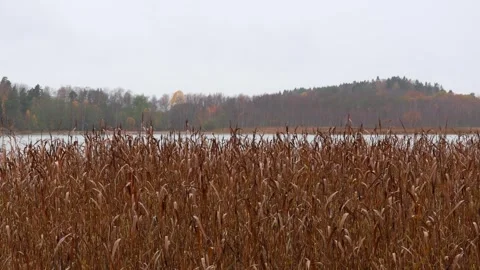 Reeds moving in the wind under falling rain, 4K ultra HD. Stock Footage 320419134