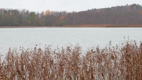 Reeds moving in the wind under falling rain, 4K ultra HD. Stock Footage 320421159