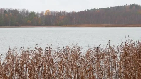Reeds moving in the wind under falling rain, 4K ultra HD. Stock Footage 320421375