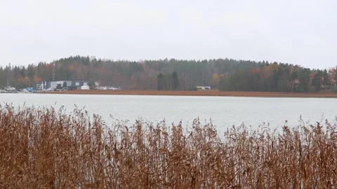 Reeds moving in the wind under falling rain, 4K ultra HD. Stock Footage 320422941