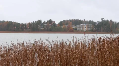 Reeds moving in the wind under falling rain, 4K ultra HD. Stock Footage 320423013