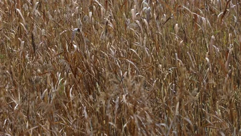 Reeds moving in the wind under falling rain, 4K ultra HD. Stock Footage 320423068