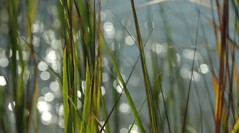 Reeds by the Ocean Stock Footage 49106322