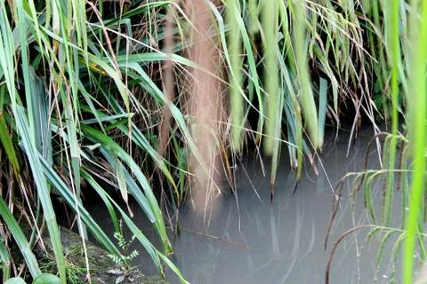 Reeds Foto stock