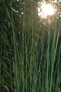 Reeds Stock Photos