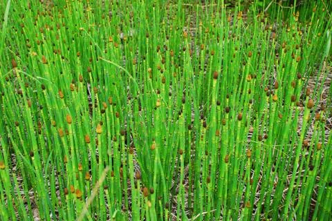 Reeds Stock Photos
