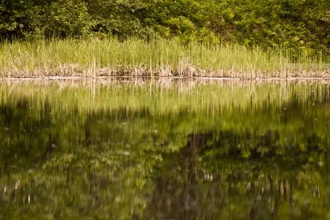 Reeds Foto stock
