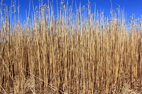 Reeds Stock Photos