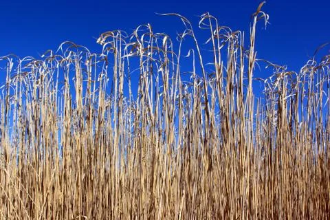 Reeds Stock Photos