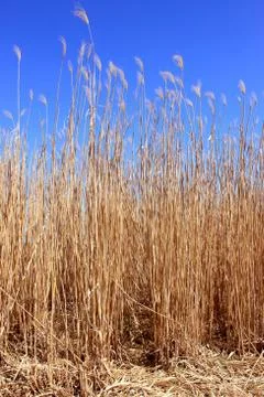 Reeds Stock Photos