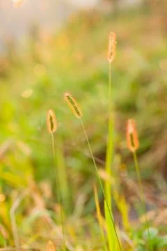 Reeds Stock Photos