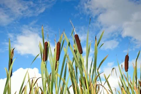 Reeds Stock Photos