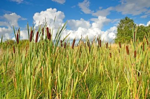 Reeds Stock Photos