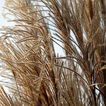 Reeds Stock Photos