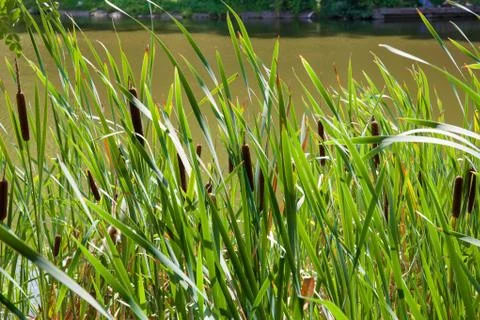 Reeds Stock Photos