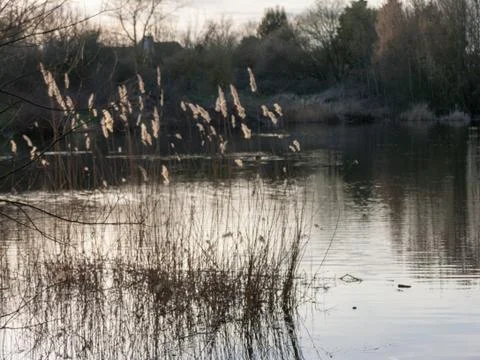Reeds Stock Photos