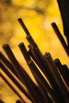 Reeds Stock Photos