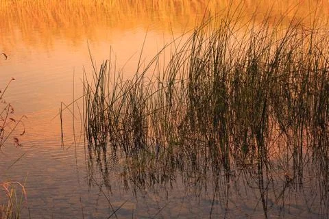 Reeds Stock Photos